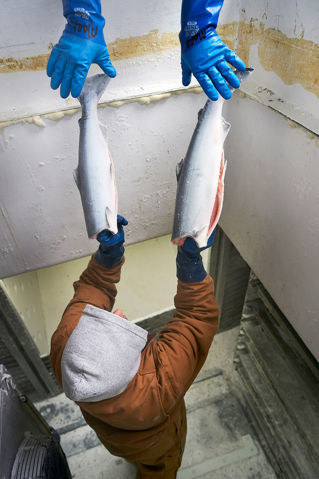 Sitka_BellaDawn_0624-bluehands-frozenfish