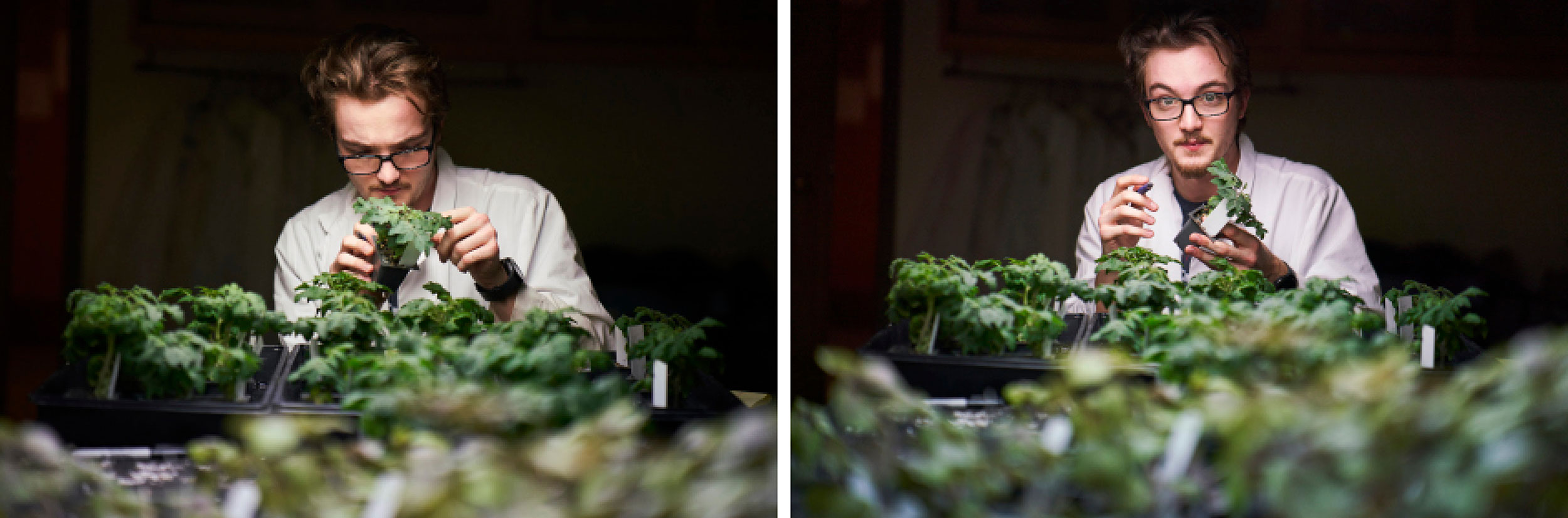 alfred-edu-lab-plants-babuljak-pair