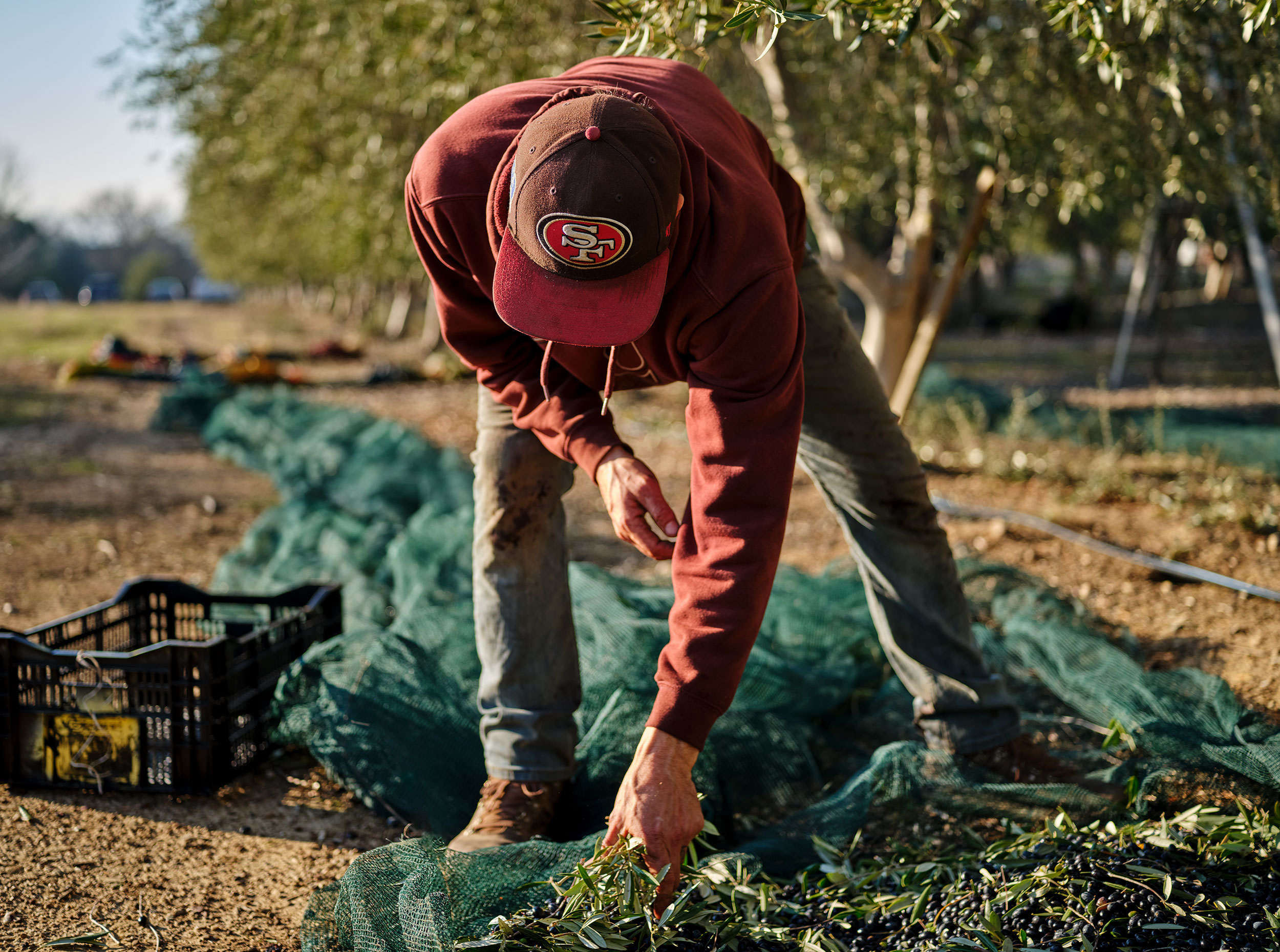 happy_acre_olive_oil_harvest-_DSF4281-1-babuljak