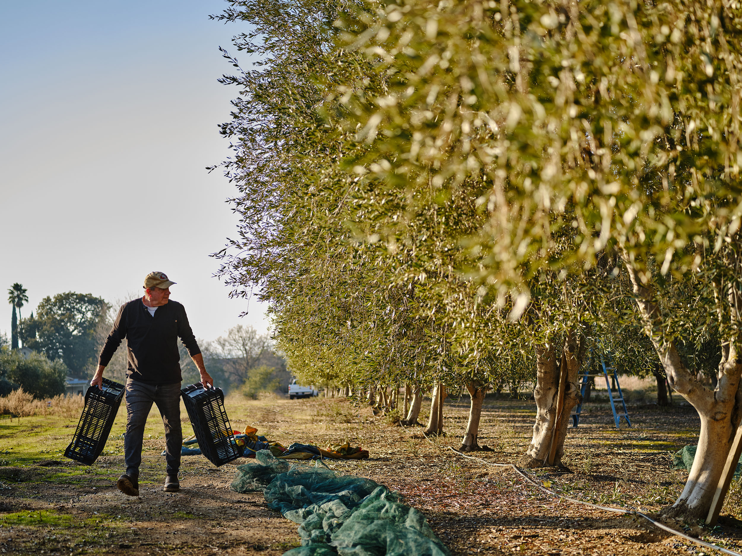 happy_acre_olive_oil_harvest-_DSF4311a