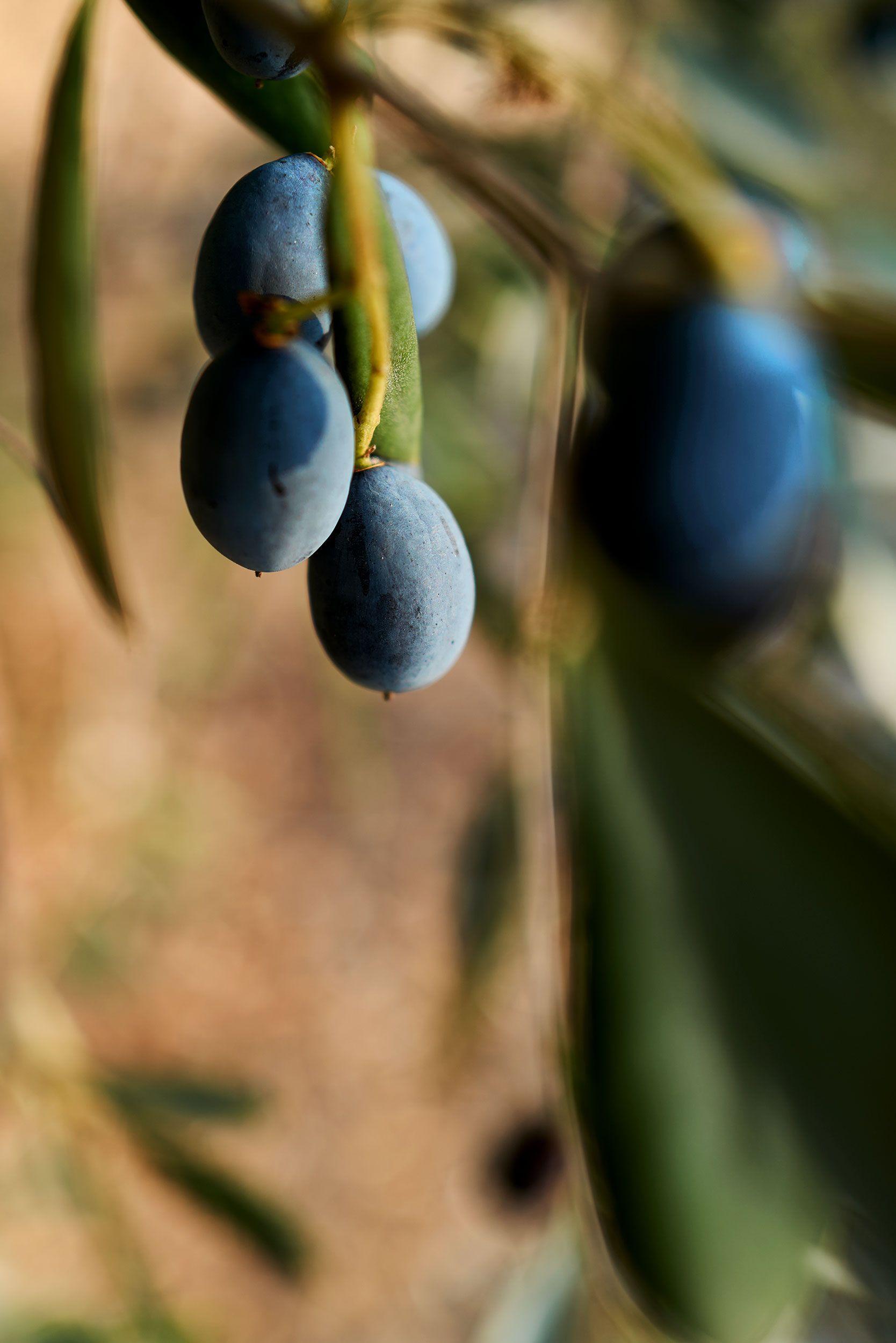 olive-grove-happy-acre-0027-detail-babuljak
