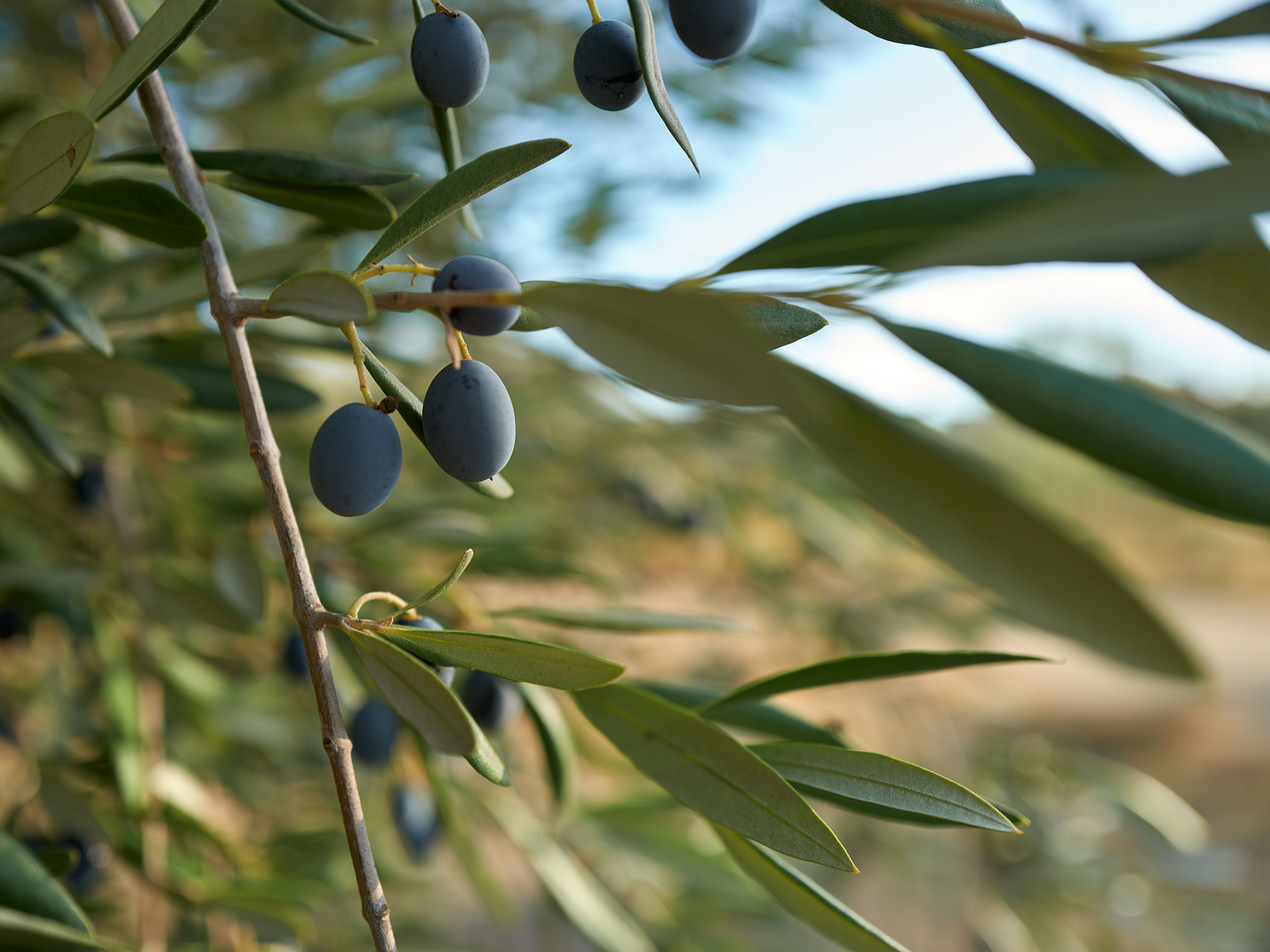 oliver-grove-happy-acre-0019